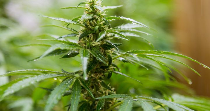 Struggling to Export Medical Cannabis? Here is the Missing Piece in Your Supply Chain
