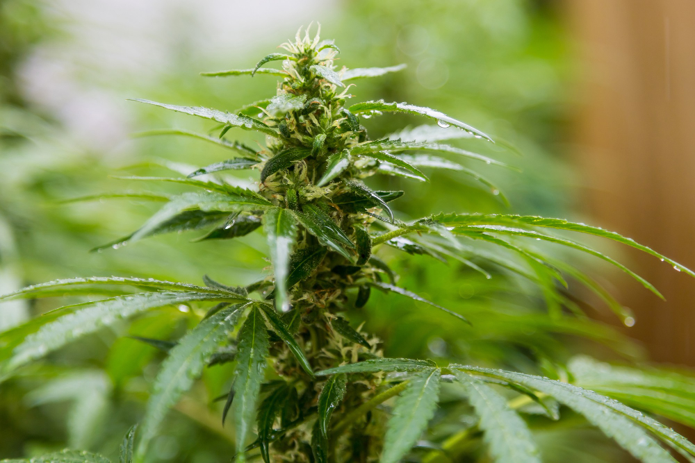 Struggling to Export Medical Cannabis?
